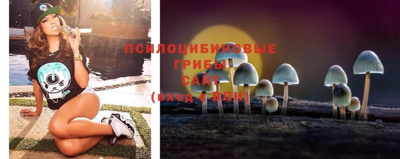 Галлюциногенные грибы Psilocybe  omg сайт  Гороховец  купить  сайты 